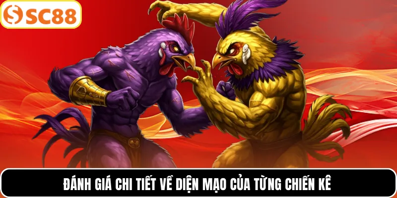 Đánh giá chi tiết về diện mạo của từng chiến kê