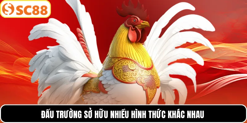 Đấu trường sở hữu nhiều hình thức khác nhau